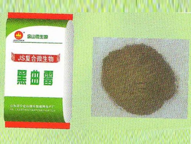 點(diǎn)擊查看詳細(xì)信息<br>標(biāo)題：黑曲霉 閱讀次數(shù)：2493